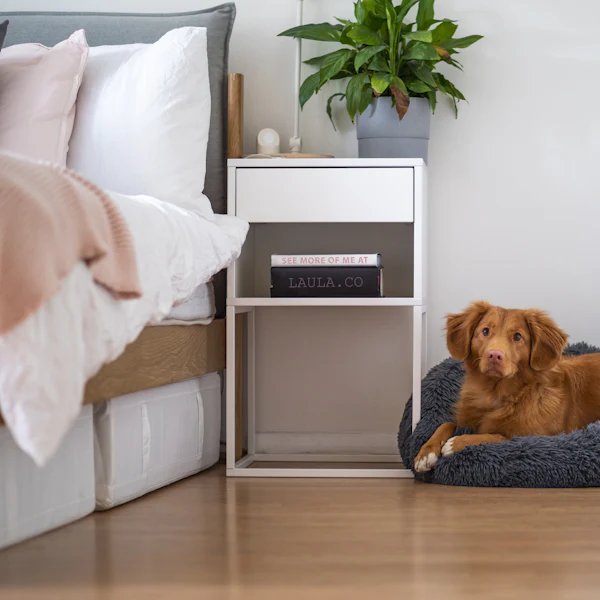 A red dog resting in a dog bed in a bright bedroom