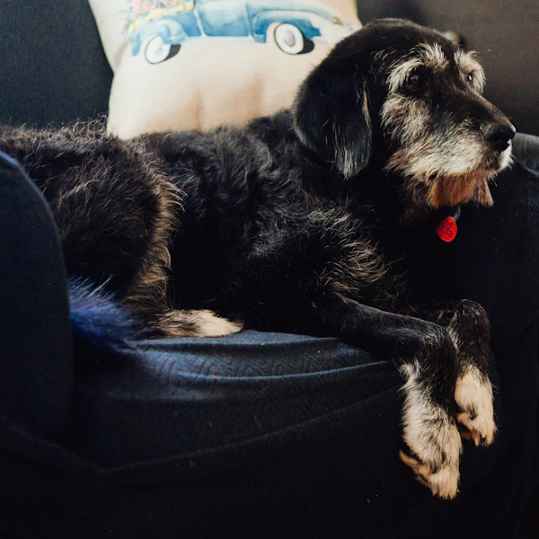A black terrier mix relaxing on a blue sofa